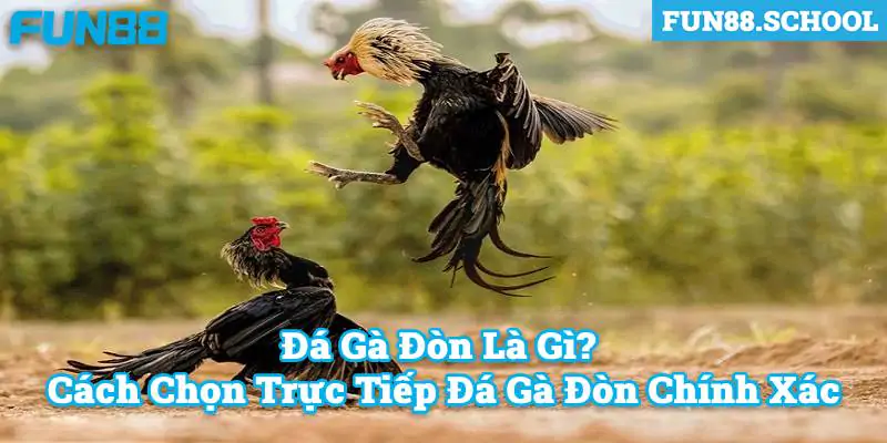 Đá Gà Đòn Là Gì? Cách Chọn Trực Tiếp Đá Gà Đòn Chính Xác